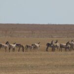У заповіднику на Одещині народилися дикі кулани