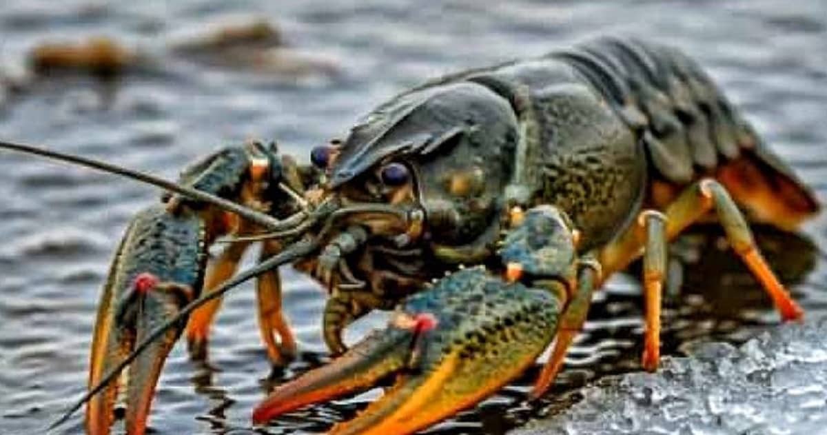 В Одеській області діє заборона на вилов річкових раків