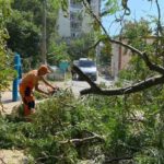 В Одесі 22 серпня вітер повалив 30 дерев