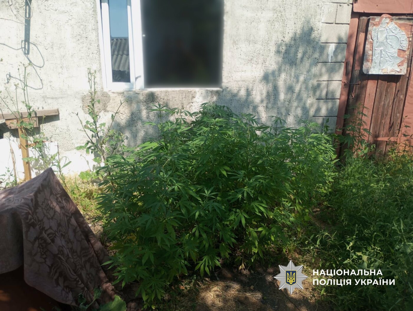 Деталі обшуку