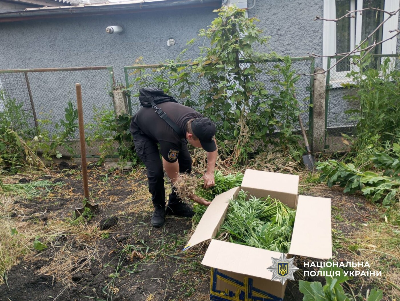 Вилучені рослини