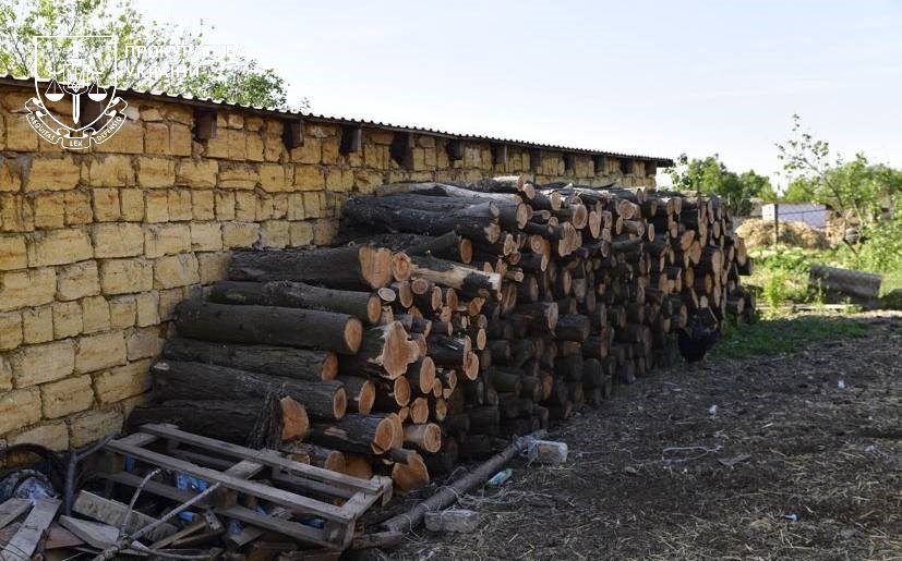Зруйнована лісова зона на Одещині