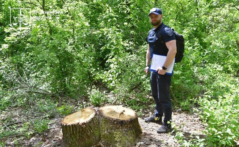 Наслідки незаконної вирубки дерев у парку