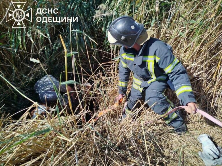 На Одещині рятувальники витягли налякану корову з трясовини: вражаючі фото порятунку