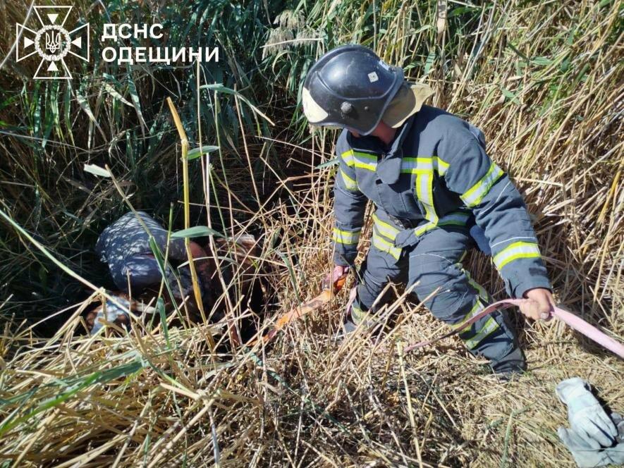 На Одещині рятувальники витягли налякану корову з трясовини: вражаючі фото порятунку