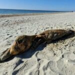 На Одещині виявлено тіла білобочок та афалін: трагічна цифра — близько 80 тисяч загиблих дельфінів, – ФОТО
