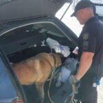 В Одеській області собака на ім’я Торі виявила наркотики в автівці молдованина – ФОТО