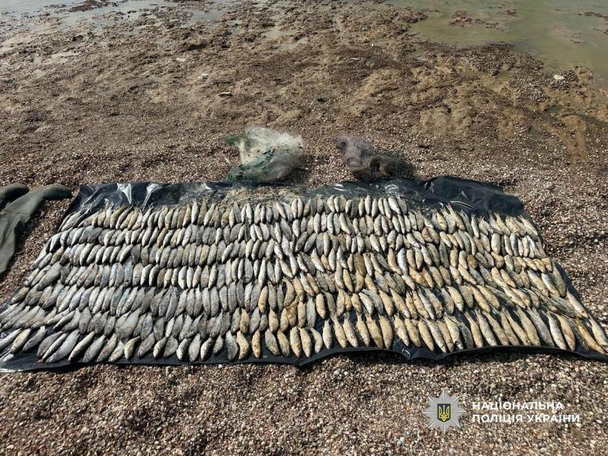 У заповіднику “Тузлівські лимани” затримали браконьєра з 439 кефалями.