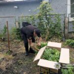 Правоохоронці Одеської області конфіскували близько 500 рослин конопель у місцевого жителя