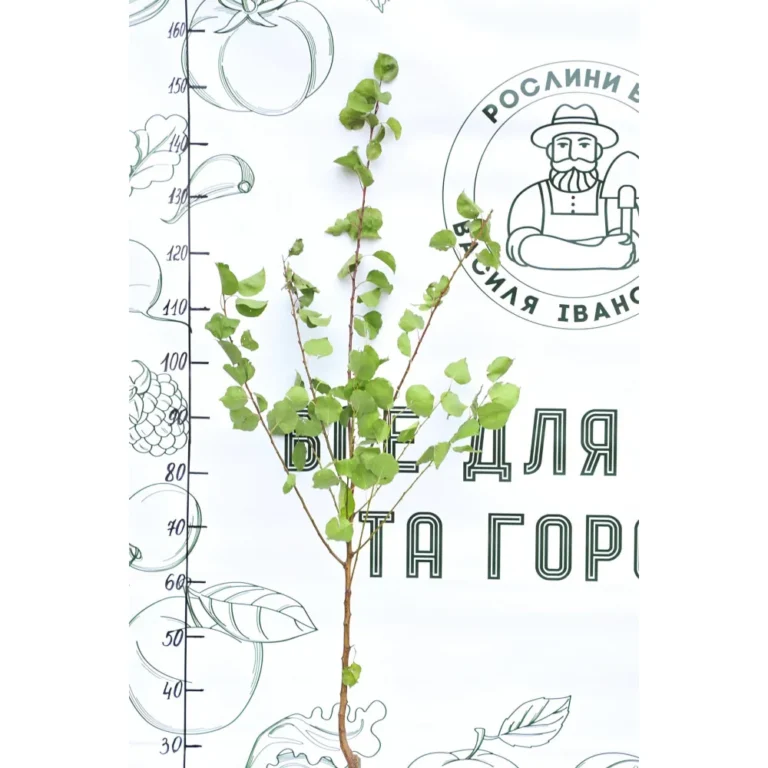 Якісні саджанці фруктових дерев — основа вашого родючого саду