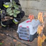 В Одесі рятувальники звільнили кота з пастки
