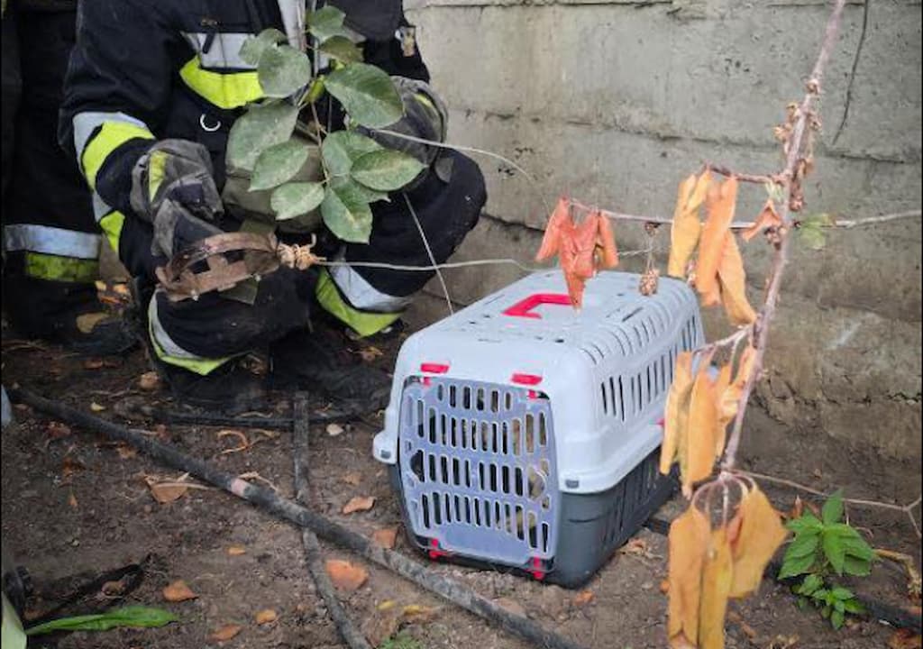 В Одесі рятувальники звільнили кота з пастки