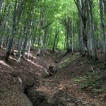 Швеція і Фінляндія закликають ЄС до реформи екологічного законодавства