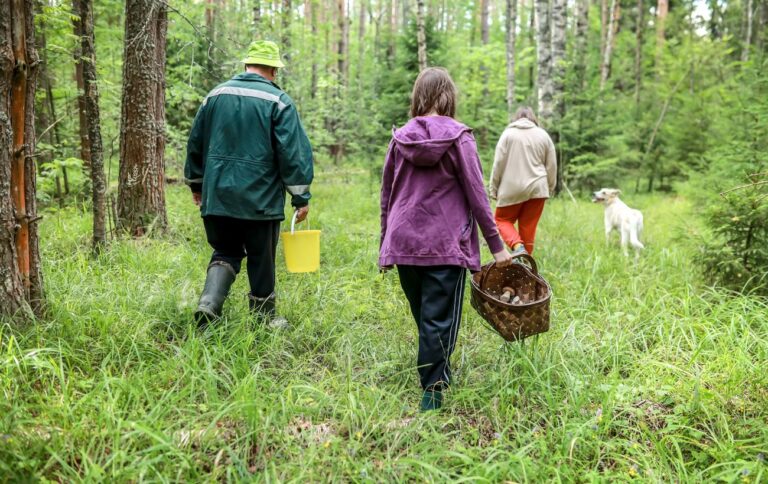 Лісовий квиток на збір грибів, ягід, горіхів чи трав потрібен для заготівлі й продажу – як отримати