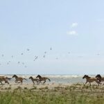 У дельті Дунаю зростає популяція диких коней