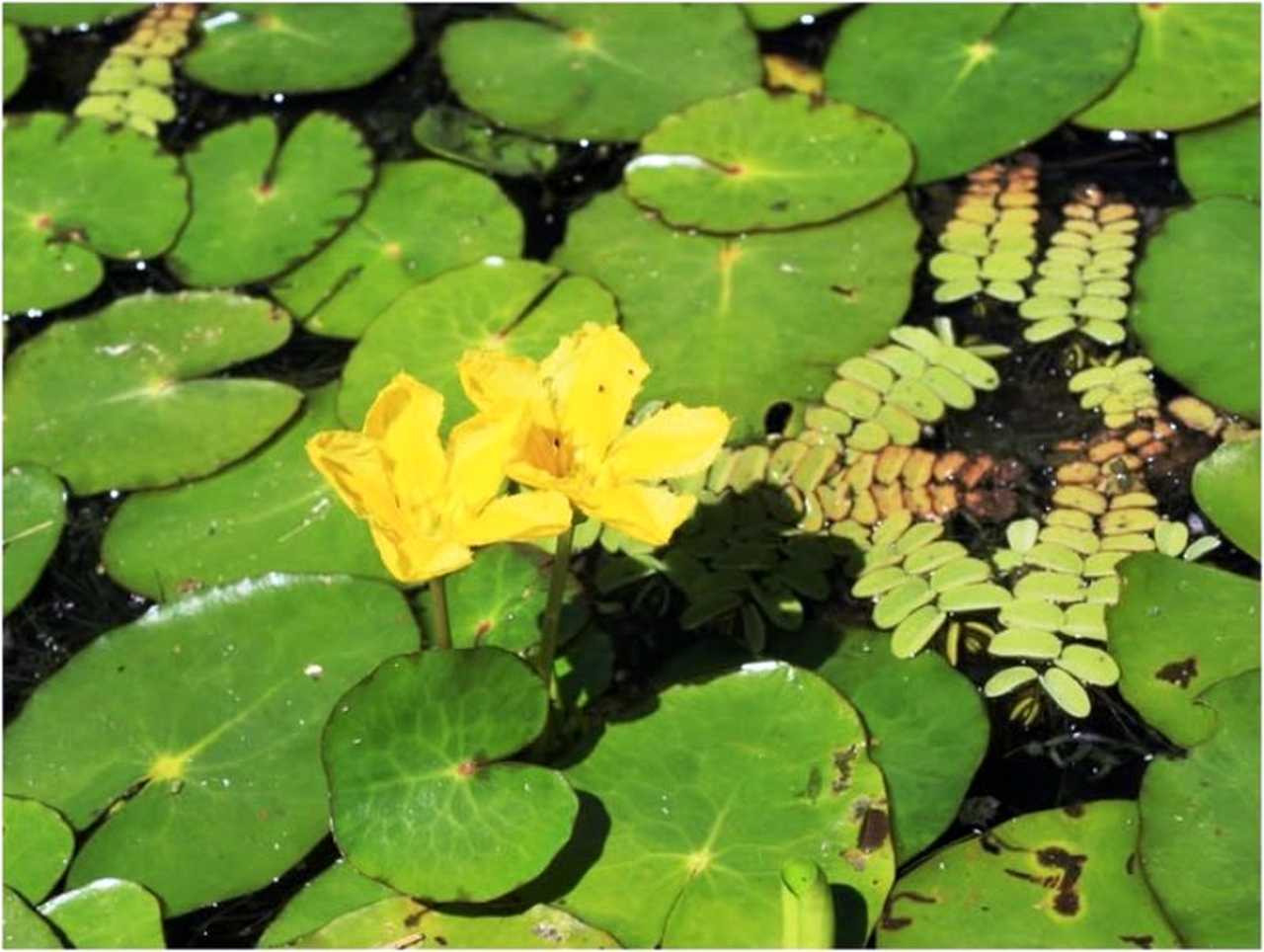 В Одещині виявили унікальну реліктову водяна рослину