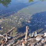 Одеська область: у Вилкове зафіксовано масову загибель риби