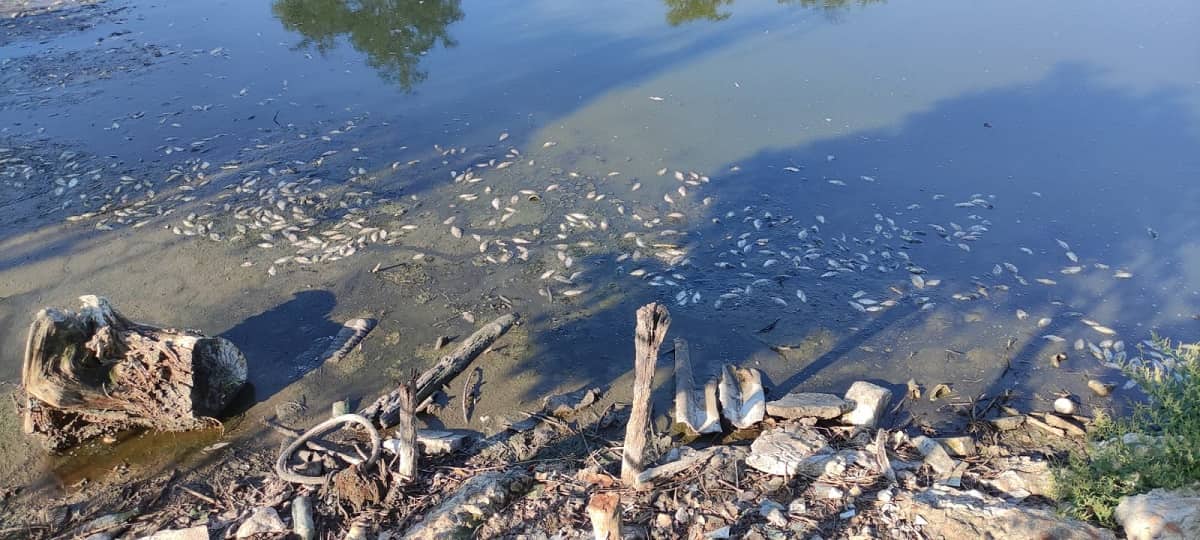 Одеська область: у Вилкове зафіксовано масову загибель риби