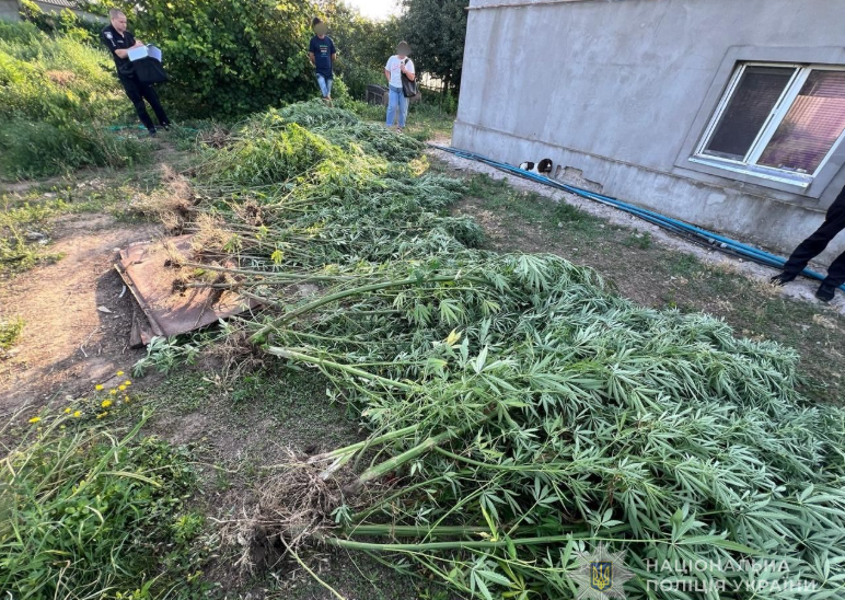 Двоє місцевих з Ізмаїльського району облаштували конопляні плантації на власних подвір’ях