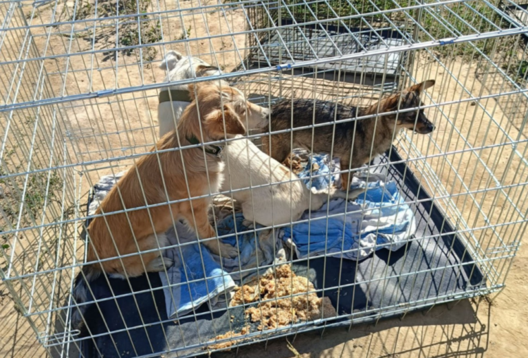 В Ізмаїлі успішно завершено третій етап масової стерилізації тварин.