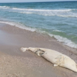 У Національному природному парку «Тузловські лимани» виявили тіла двох мертвих дельфінів.