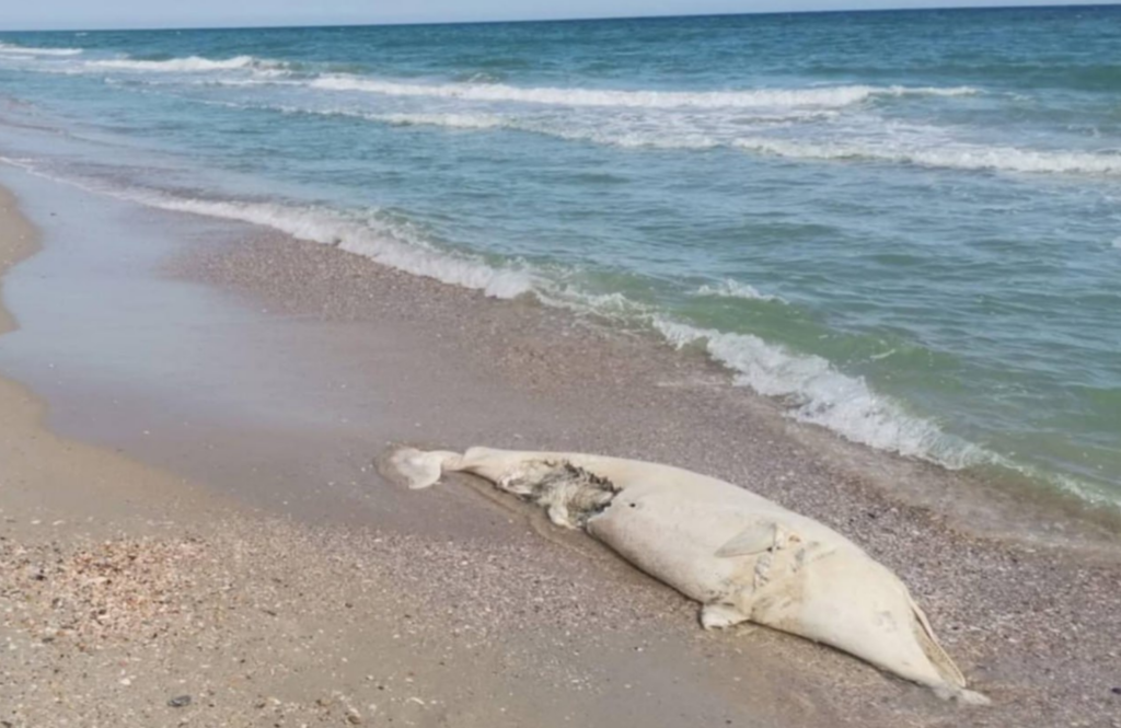 У Національному природному парку «Тузловські лимани» виявили тіла двох мертвих дельфінів.