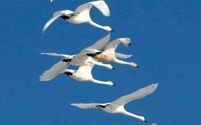 На Одещині в заповіднику вперше зустріли лебедів-кликунів