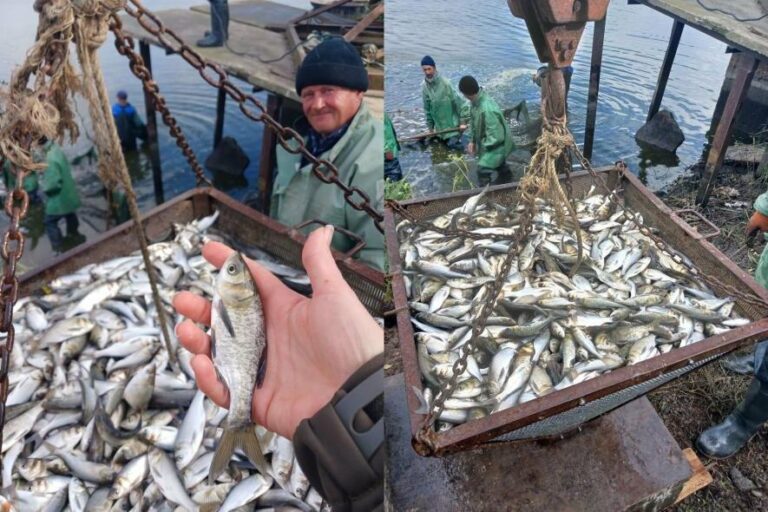 До озер Одещини додадуть три мільйони риб: розпочато процес зариблення