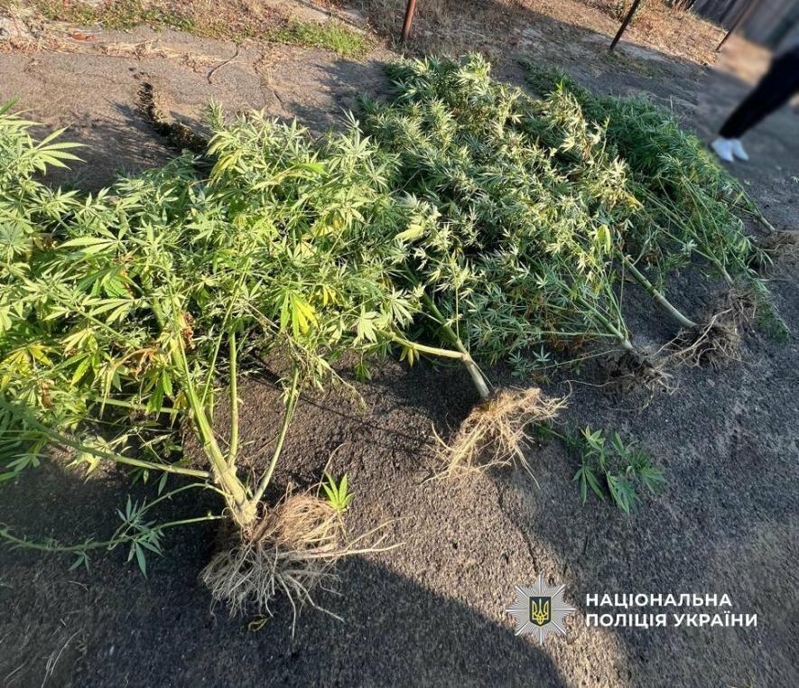 Коноплі та пістолет: в Одещині поліцейські виявили нарколабораторії прямо у дворах