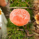 В Одеській області двоє дітей стали жертвами отруєння грибами та були госпіталізовані