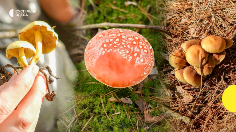 В Одеській області двоє дітей стали жертвами отруєння грибами та були госпіталізовані