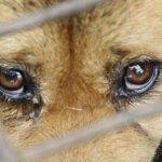 65-річний мешканець Одещини вистрілив у собаку з рушниці: подробиці інциденту.