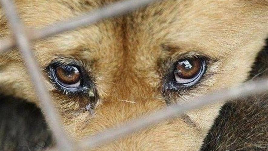 65-річний мешканець Одещини вистрілив у собаку з рушниці: подробиці інциденту.