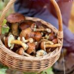 В Одеській області дитина стала жертвою отруєння дикорослими грибами