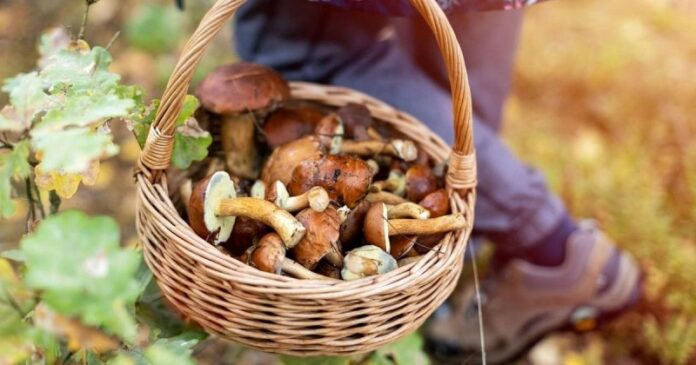 В Одеській області дитина стала жертвою отруєння дикорослими грибами