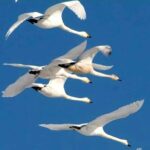 У Одеському національному парку вперше зафіксували лебедів-кликунів