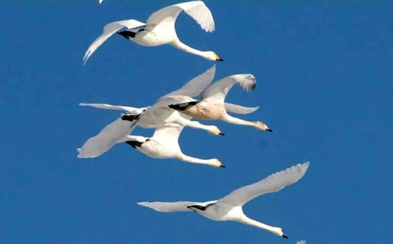 У Одеському національному парку вперше зафіксували лебедів-кликунів