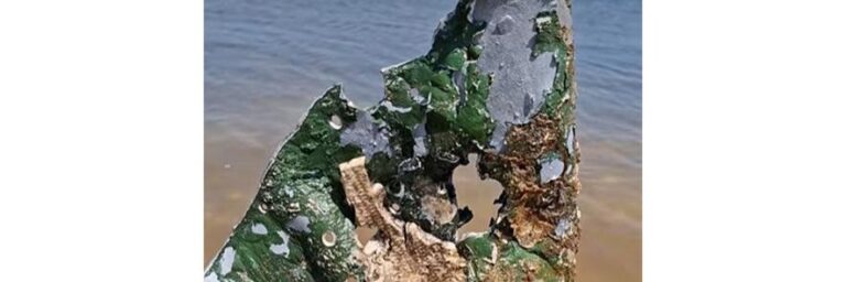 Російський снаряд знищив 1200 пташиних гнізд у Тузлівських лиманах — дивіться відео.