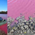Рожева вода та загибла риба: екологи досліджують привабливу, але небезпечну аномалію в Одеській області – ФОТО