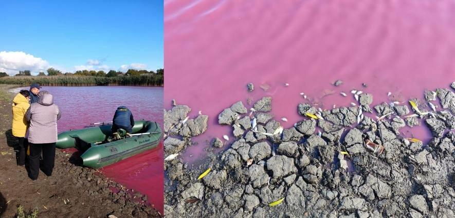 Рожева вода та загибла риба: екологи досліджують привабливу, але небезпечну аномалію в Одеській області – ФОТО