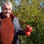 Екзотичні перспективи Бессарабії: селекціонер з Ізмаїла, автор найбільшого у світі горіха, закликає створювати нові сади