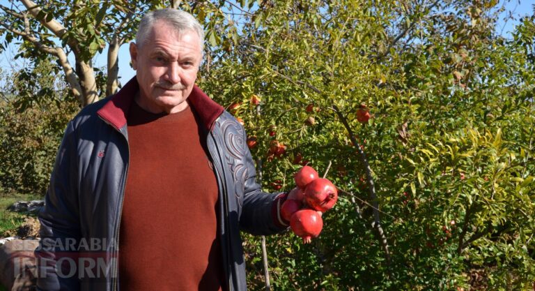 Екзотичні перспективи Бессарабії: селекціонер з Ізмаїла, автор найбільшого у світі горіха, закликає створювати нові сади