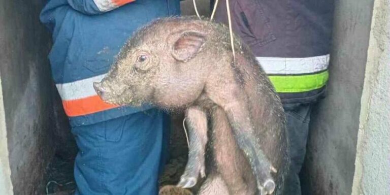 У Одесі рятувальники витягли двох поросят з глибокої ями.