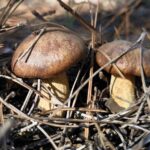 Затишна атмосфера Вилківського лісу в грибний період – фотозвіт