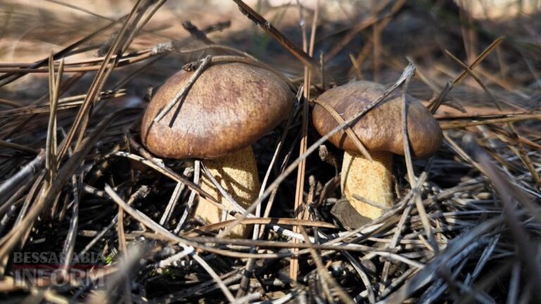 Затишна атмосфера Вилківського лісу в грибний період – фотозвіт