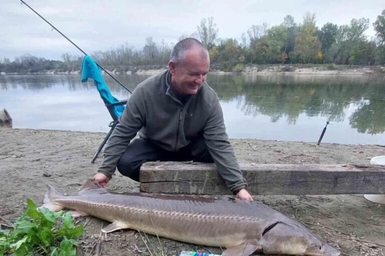 У притоку Дунаю знайшли майже двометрового осетра, який вважався повністю зниклим.