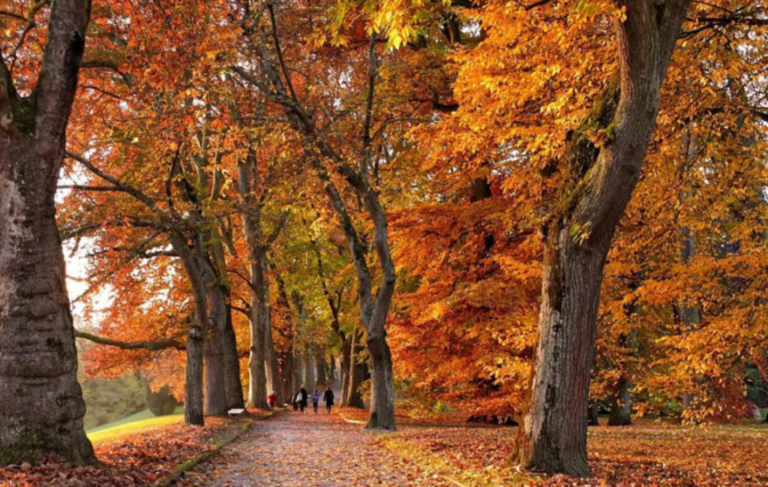 Останні дні жовтня в Одещині: м’який осінній прогноз погоди.