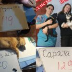 Співпраця зооволонтерів дозволила стерилізувати 318 тварин у трьох громадах південної Одещини.