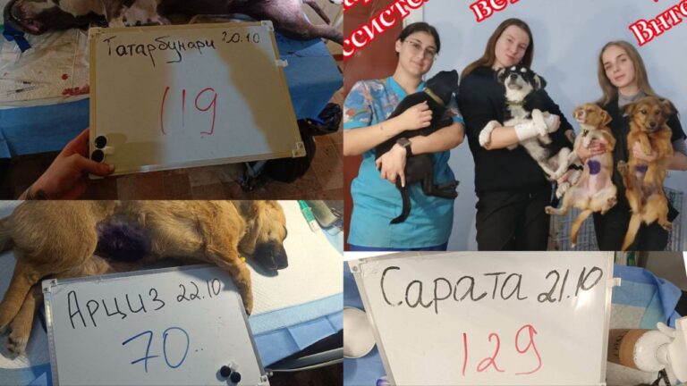 Співпраця зооволонтерів дозволила стерилізувати 318 тварин у трьох громадах південної Одещини.