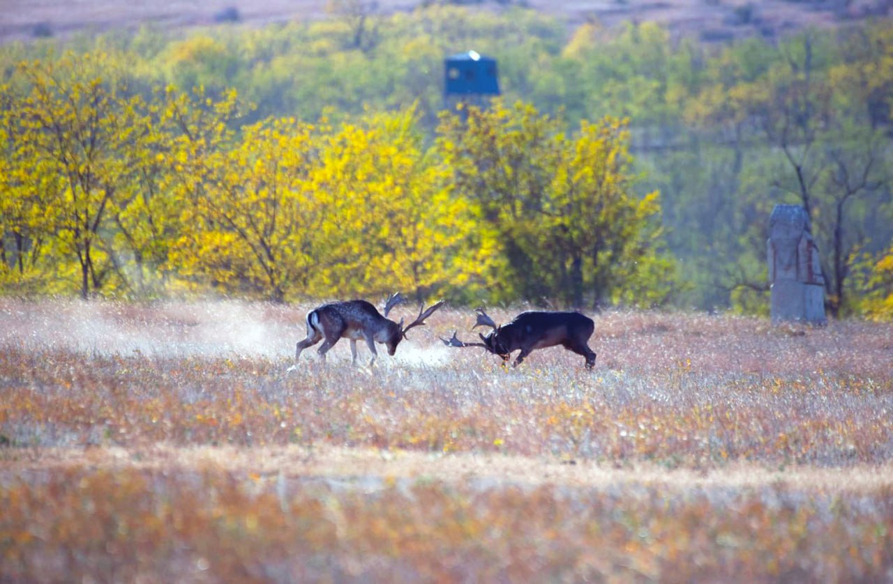 Збереження екосистеми: сім ланей знову на свободі в Тарутинському степу